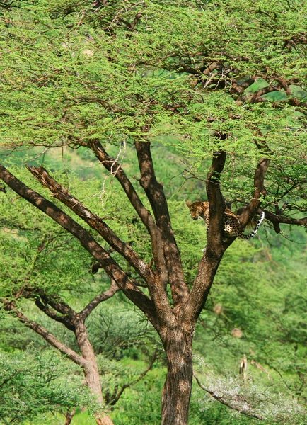Lampart na drzewie — Zdjęcie stockowe
