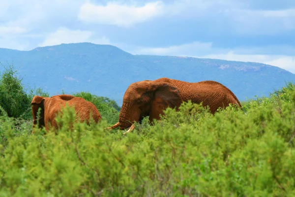Слони в дикій природі — стокове фото