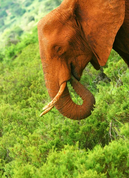 야생 아프리카 코끼리 — 스톡 사진
