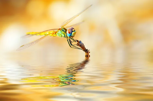 Lähikuva muotokuva sudenkorento — kuvapankkivalokuva