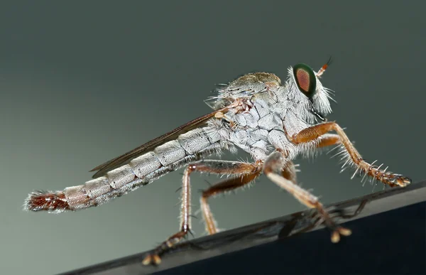 Insectos, primer plano extremo —  Fotos de Stock