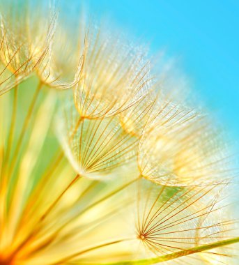 Soft dandelion flowers clipart