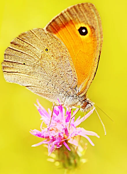 Όμορφο κίτρινο πεταλούδα — Φωτογραφία Αρχείου