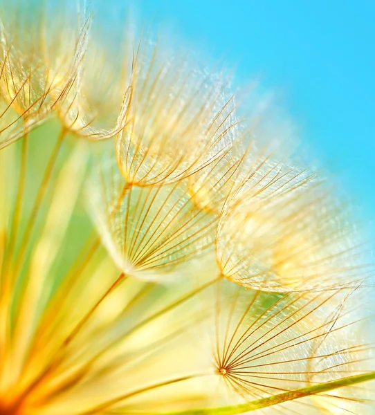 Soft dandelion flowers — Stock Photo, Image