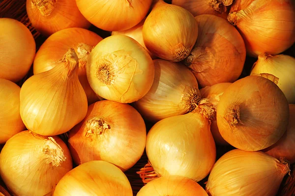 stock image Onion background