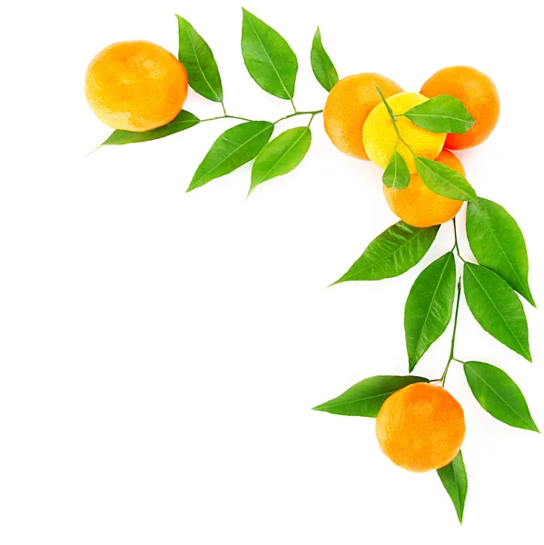 Граница свежих мандаринов — стоковое фото