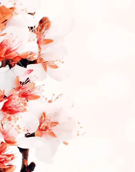 Flor de almendro —  Fotos de Stock