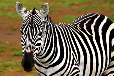 Portrait of African Wild Zebra clipart