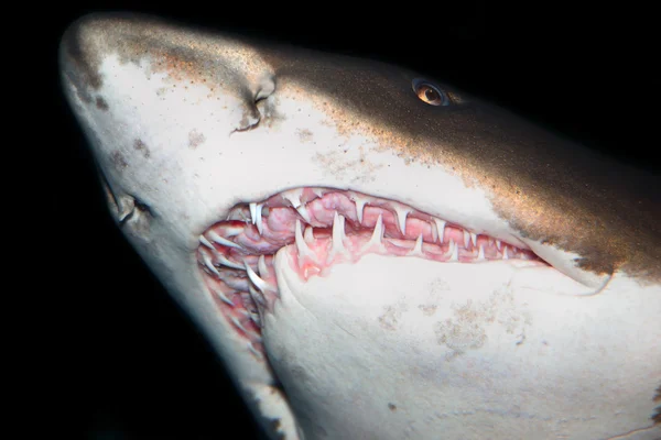Sharks — Stock Photo, Image