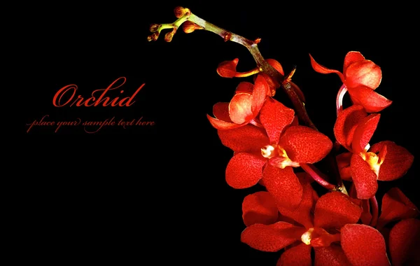 Piros orchidea — Stock Fotó
