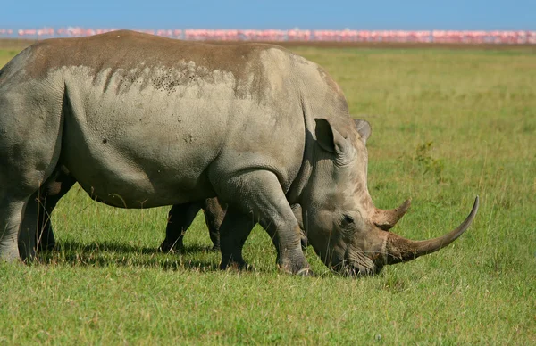 Rinoceronte na natureza — Fotografia de Stock