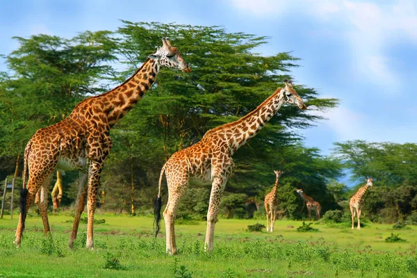 Vahşi zürafa ailesi — Stok fotoğraf