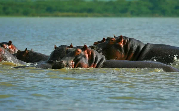 Гіпопотами — стокове фото
