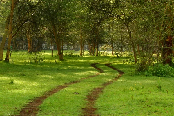 Forest pathway — Stock Photo, Image
