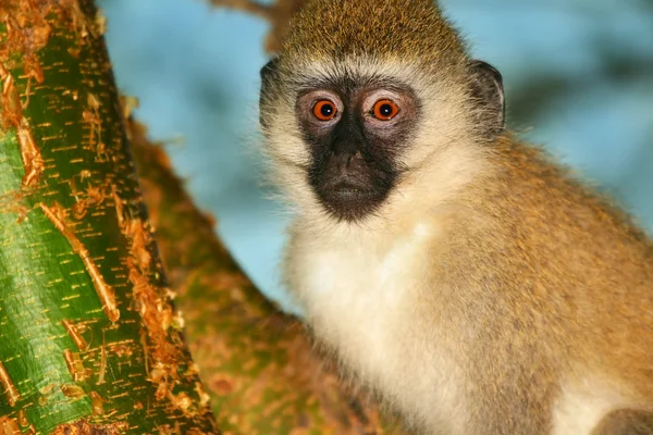 Porträt eines Affen in freier Wildbahn — Stockfoto