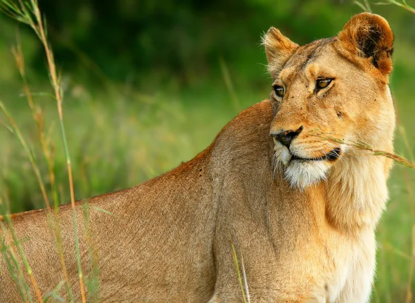 Linda leoa africana selvagem — Fotografia de Stock