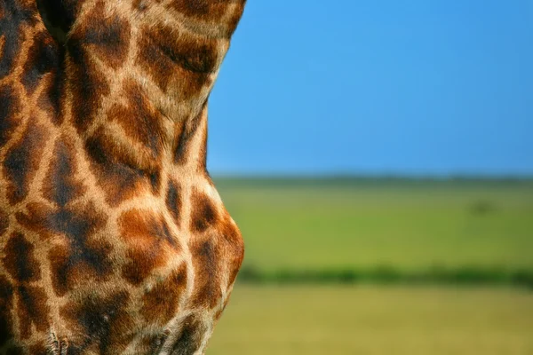 Крупный план на коже жирафа — стоковое фото