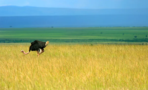 Struisvogel grazen — Stockfoto