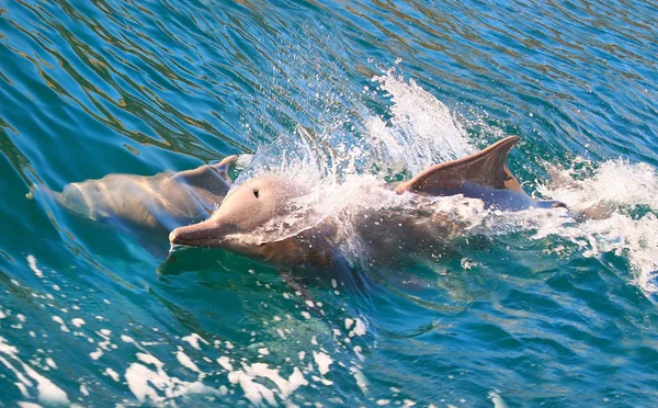 Két delfin játszik a nyílt tengeren — Stock Fotó