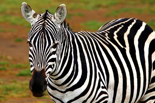 Retrato de Zebra selvagem africana — Fotografia de Stock