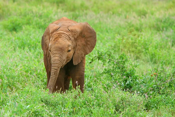 Μωρό ελέφαντας στην άγρια φύση — Φωτογραφία Αρχείου