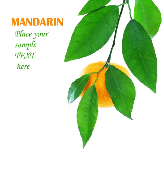 Mandarina fresca madura — Foto de Stock