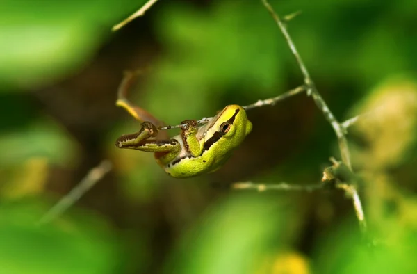 Greem żaba — Zdjęcie stockowe
