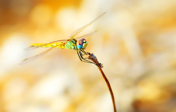 Retrato de close-up de libélula — Fotografia de Stock