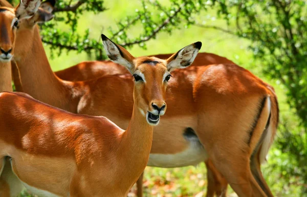 Wild antelope — Stock Photo, Image