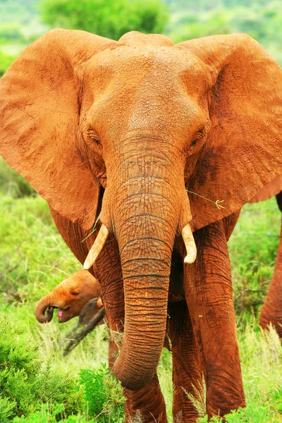 Αφρικανικός ελέφαντας στην άγρια φύση — Φωτογραφία Αρχείου