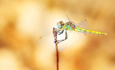 Closeup portrait of dragonfly clipart