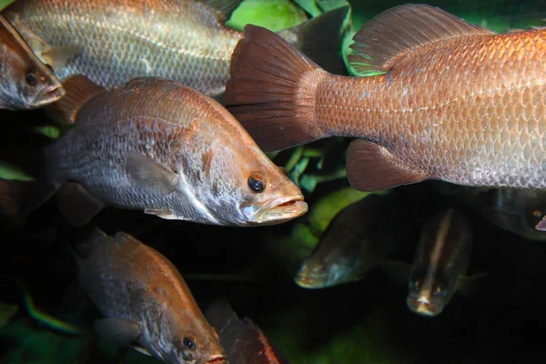 Large group of fish — Stock Photo, Image