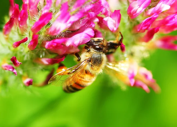 Primer plano de la abeja —  Fotos de Stock