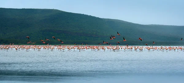 Flamingo sürüleri — Stok fotoğraf