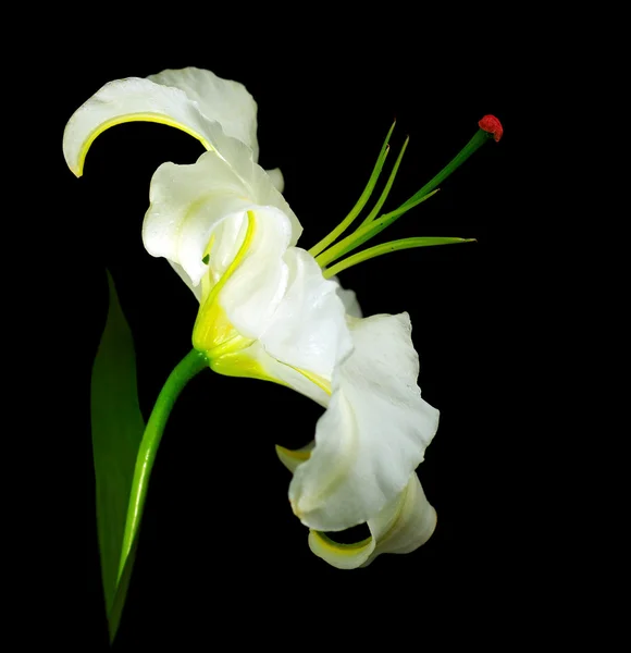 Lírio branco — Fotografia de Stock