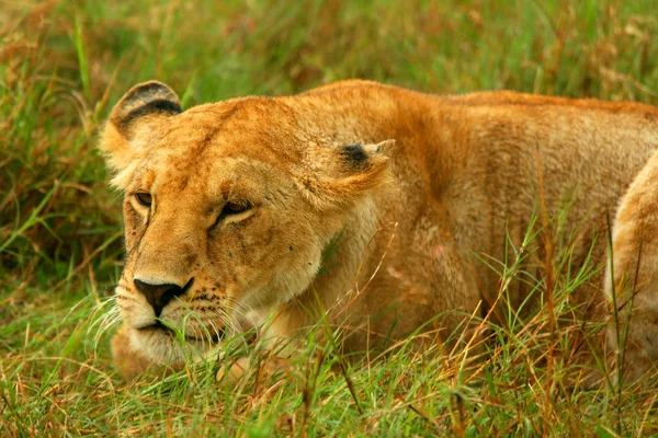 Vadon élő afrikai oroszlán — Stock Fotó