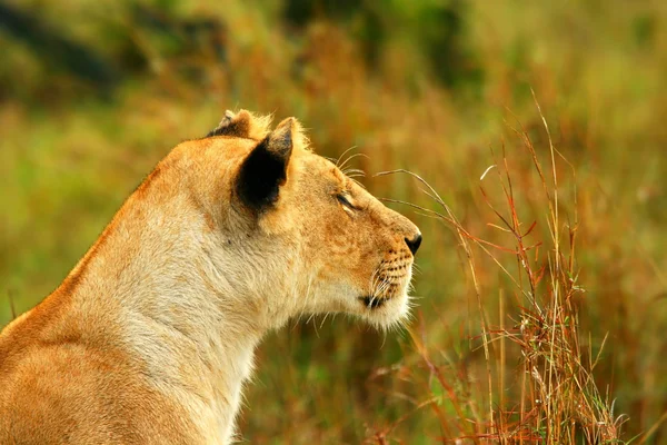 Lioness in the wild — Stock Photo, Image