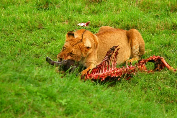 stock image Wild africam lioness eating wildebeest