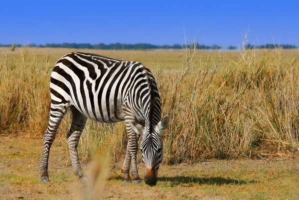 African Wild Zibra grazing — Stock Photo, Image