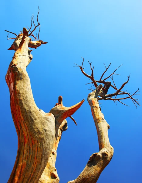 Сухе дерево — стокове фото