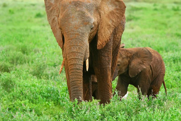 Elefantes en la naturaleza — Foto de Stock