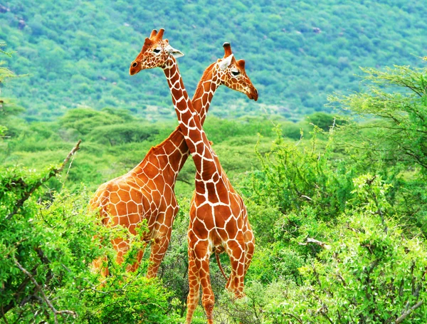 Strijd van twee giraffen — Stockfoto