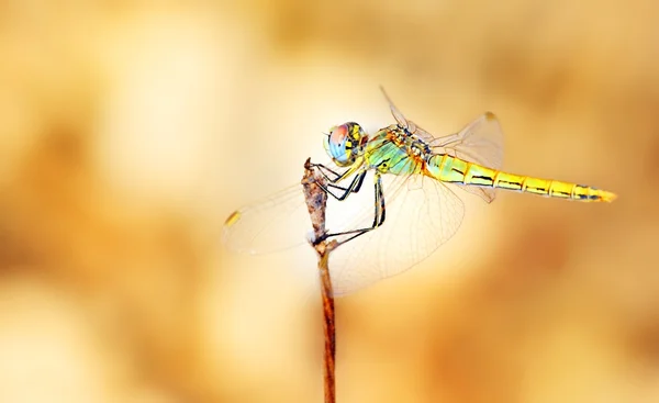 Lähikuva muotokuva sudenkorento — kuvapankkivalokuva