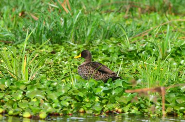 Yellow-billed duck clipart