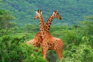 Fight of two giraffes clipart