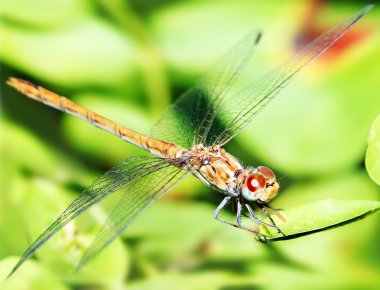 Closeup portrait of dragonfly clipart