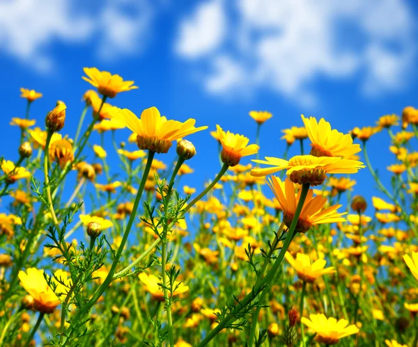 Wiosną pola żółte stokrotki — Zdjęcie stockowe