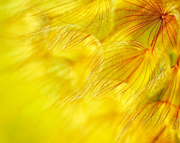 Абстрактный цветочный фон одуванчика — стоковое фото