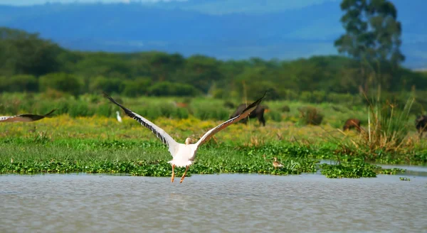 Büyük beyaz pelikan uçan — Stok fotoğraf
