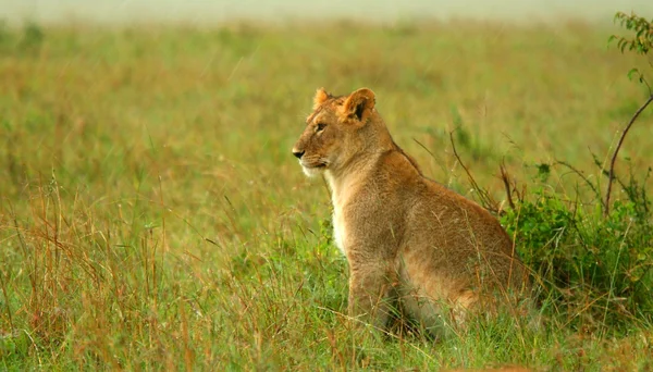 Lioness under rain in the wilderness — Stock Photo, Image